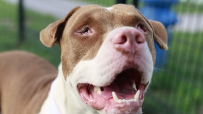 Un cane cieco che cammina