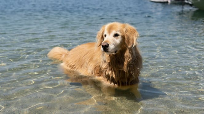 Hund geht im See baden