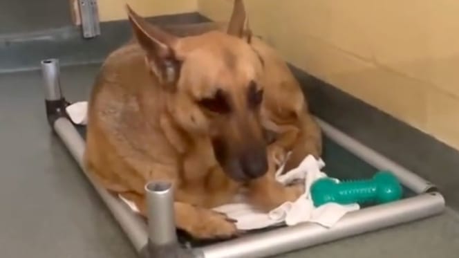 Chien Berger Allemand