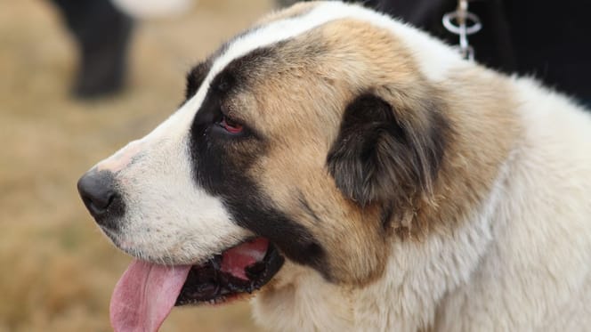 Chien berger d'asie centrale