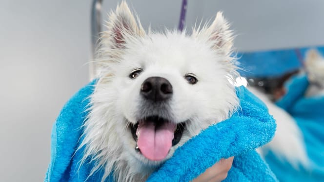 chien blanc bain
