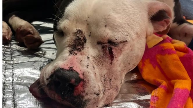 Injured dog