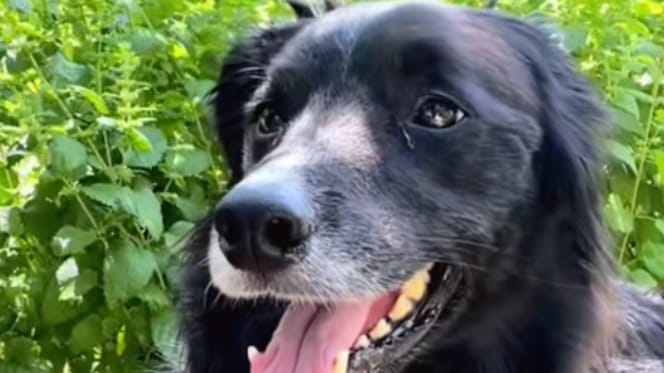 chien Border Collie