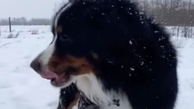 Chien Bouvier Bernois