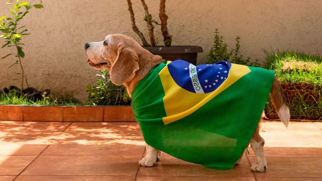 Chien Brésil