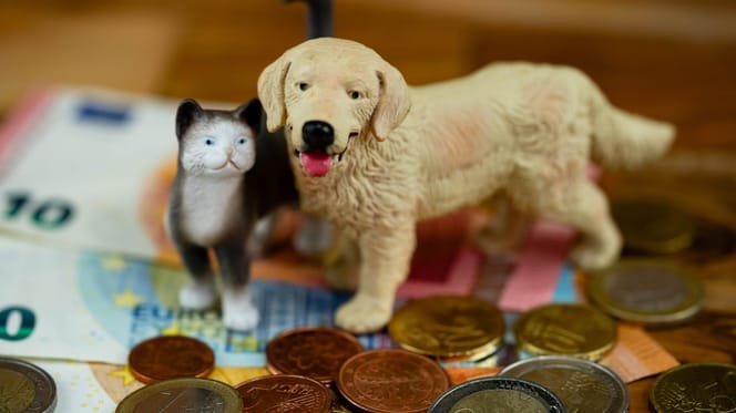 Chien chat argent