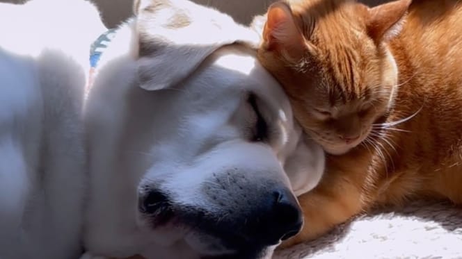 perro gato durmiendo