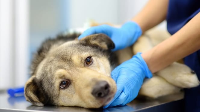 Chien chez le vétérinaire