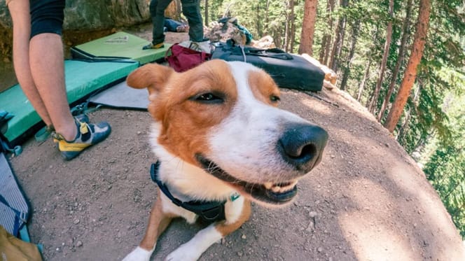Chien Corgi