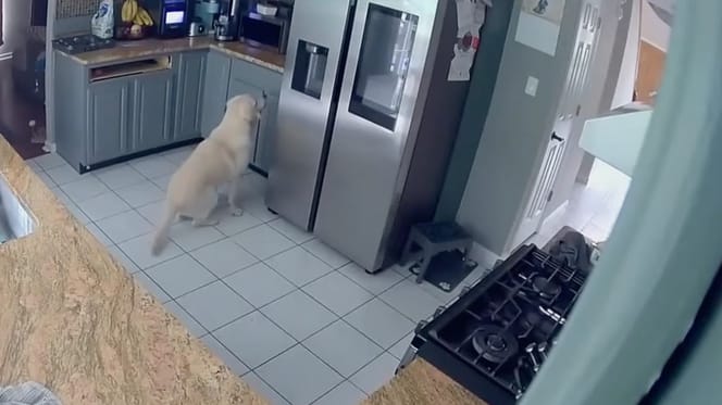 Cagnolino in cucina