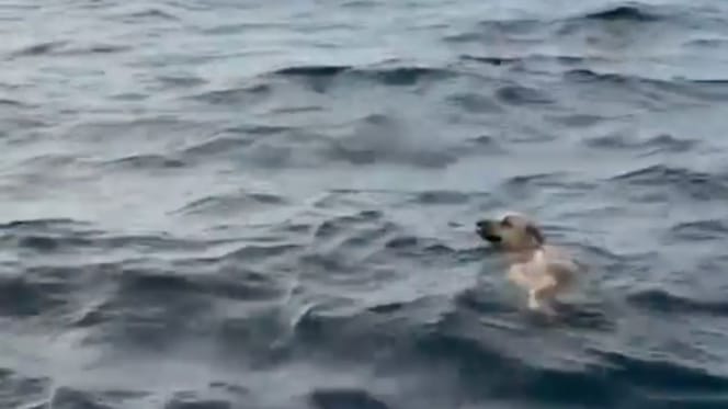 Cane in mare