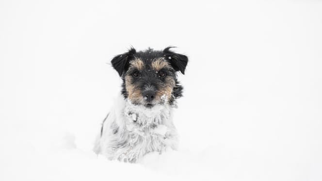 Dog in the snow