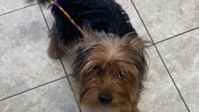 Chien dans la rue