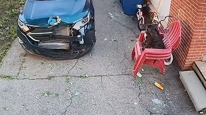 Perro en el jardín