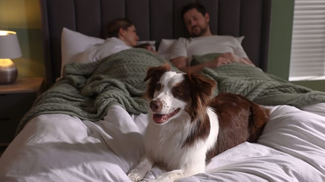 Ein Hund schläft friedlich im Bett seines Halters