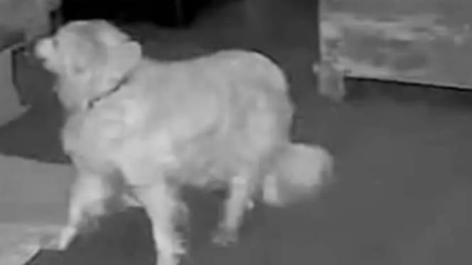 chien dans le noir