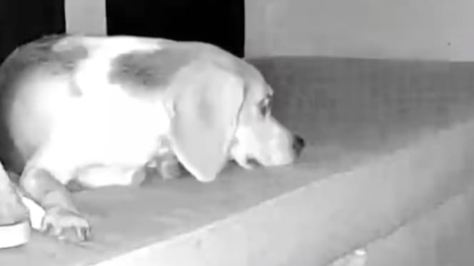 Hond in het donker