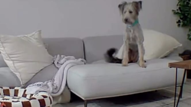 Chien dans le salon