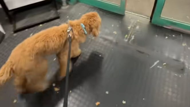 Chien dans magasin