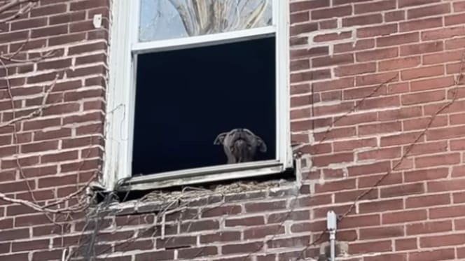 Chien dans maison abandonnée