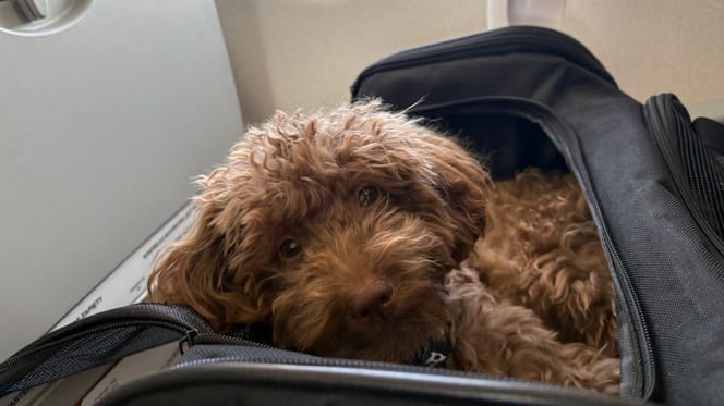 Hund in einem Flugzeug