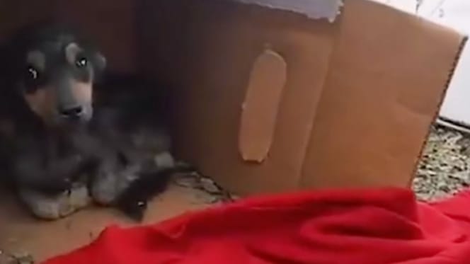 Dog in a cardboard box