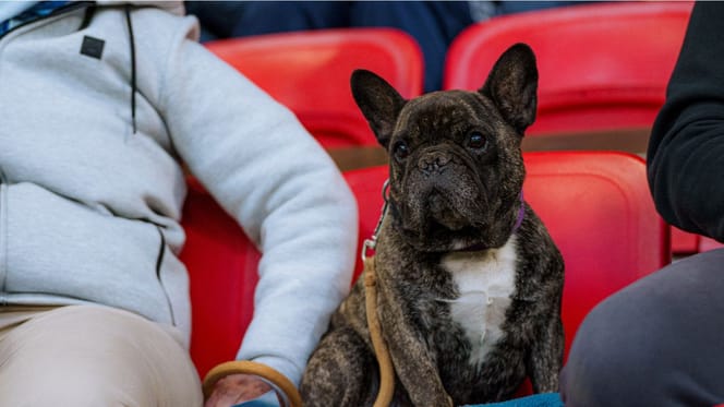 Chien dans un stade