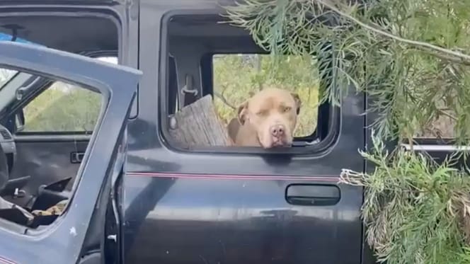 Chien dans une décharge