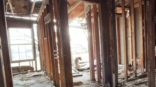 perro en una casa abandonada