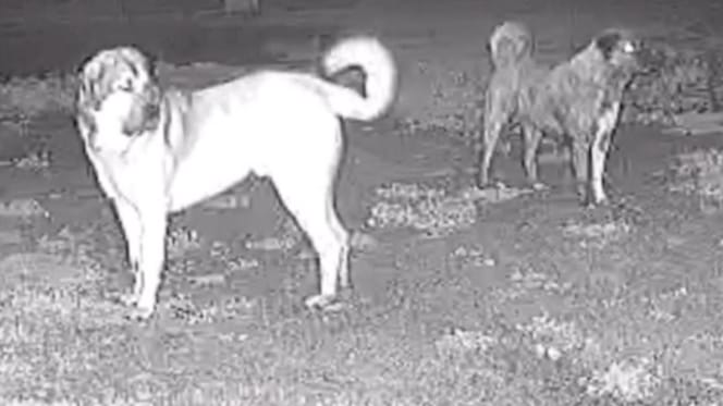 Perro pastor en granja