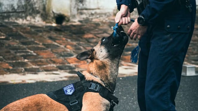 Police dog