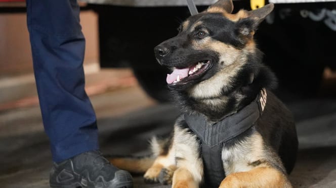 Hond van de gendarmerie