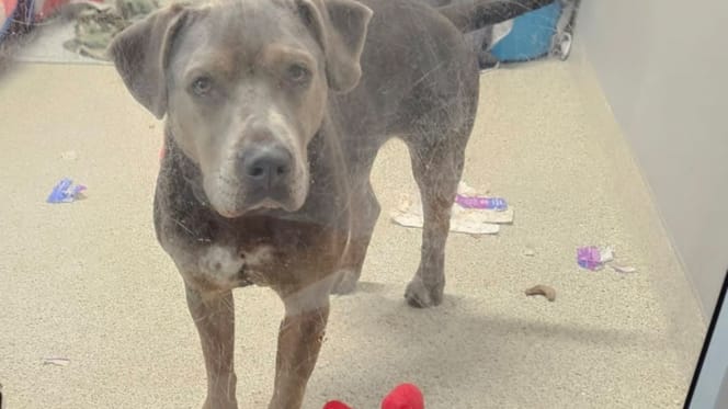 A rescue dog in a shelter
