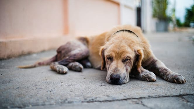 Cane depresso e abbandonato