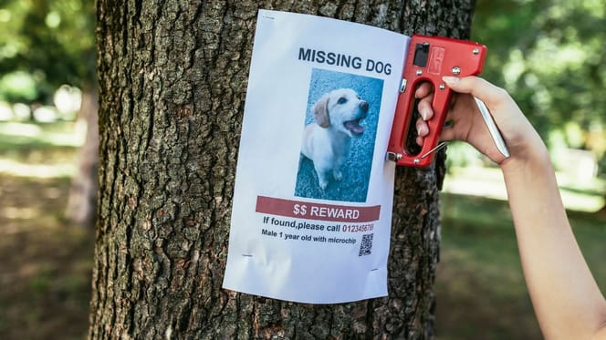 Lost dog