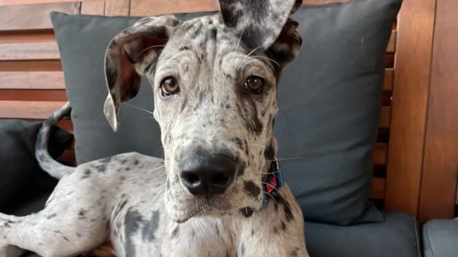 chien dogue allemand