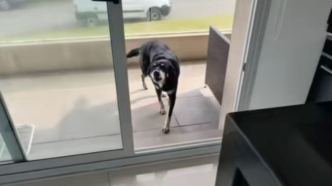 Hund des Nachbarn