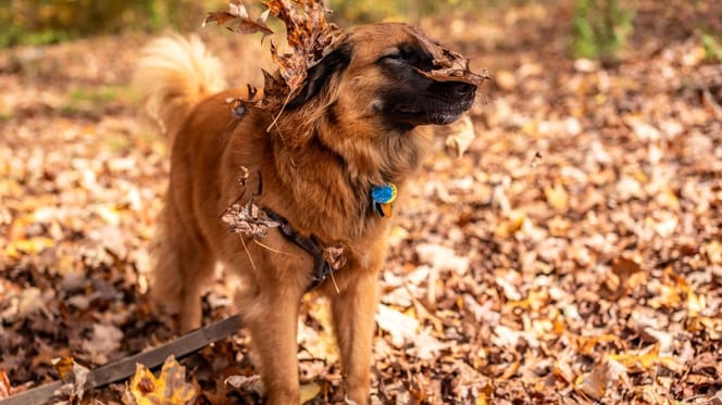 Chien en automne