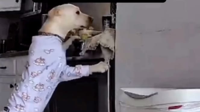 Hond in de keuken
