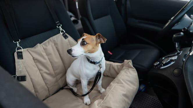 Chien en voiture