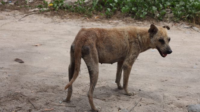 chien errant