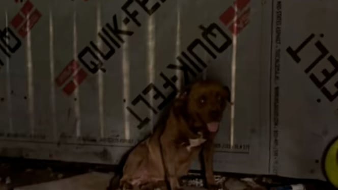 Chien errant