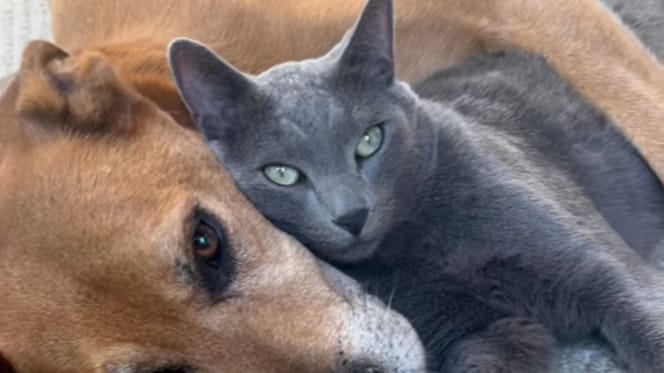 Dog and cat