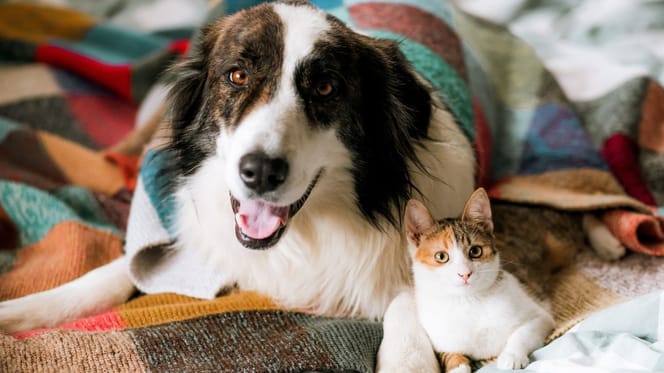 Chien et chat