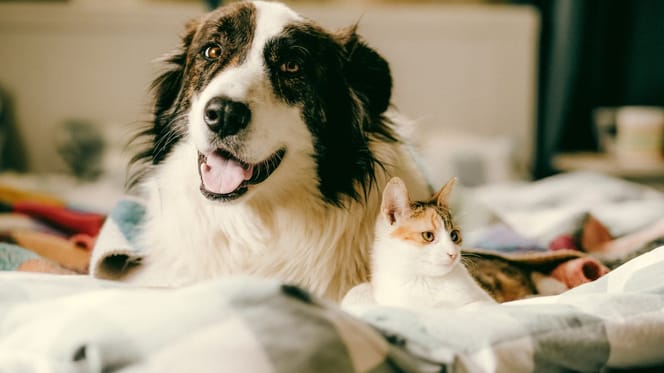 Chien et chat