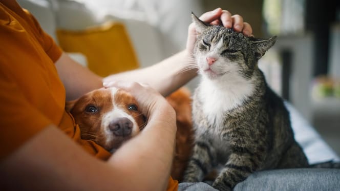 Chien et chat