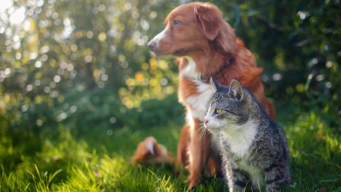 chien et chat