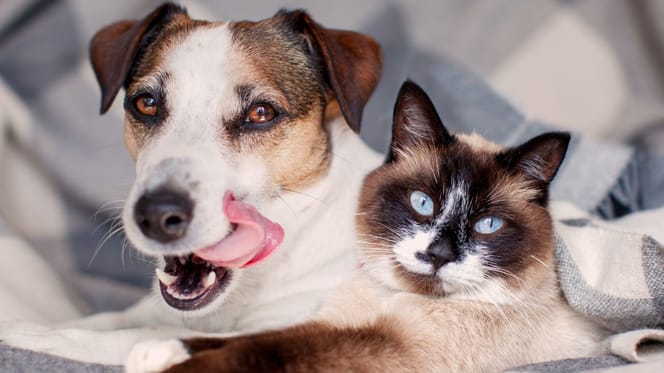 Chien et chat