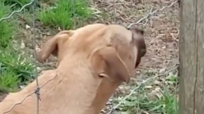 Cane e recinto