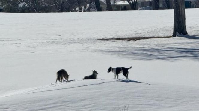 Hund und Kojoten
